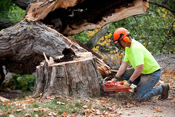 Best Commercial Tree Removal  in Mayer, MN