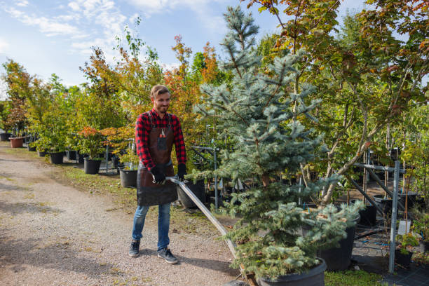 How Our Tree Care Process Works  in  Mayer, MN