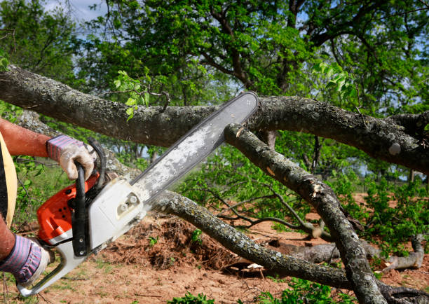 Leaf Removal Services